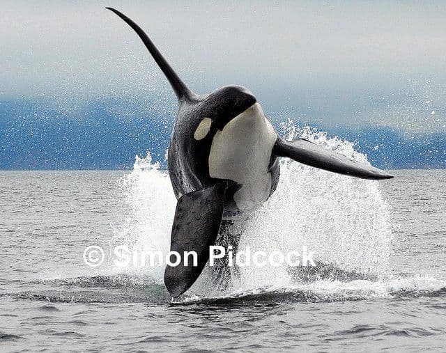 Ocean Ecoventures Inc logo